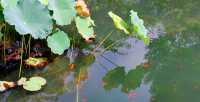 綠意依然、鮮花盛開的留園