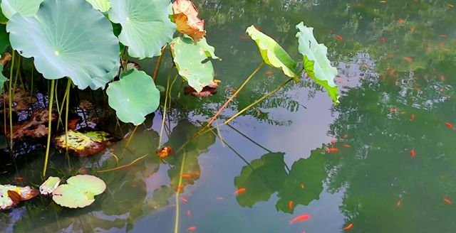 綠意依然、鮮花盛開的留園