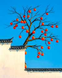 從青果到紅柿：一棵柿樹，把“事事如意”結滿了枝頭