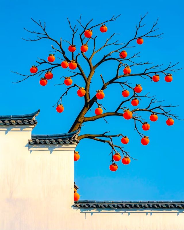 從青果到紅柿：一棵柿樹，把“事事如意”結滿了枝頭