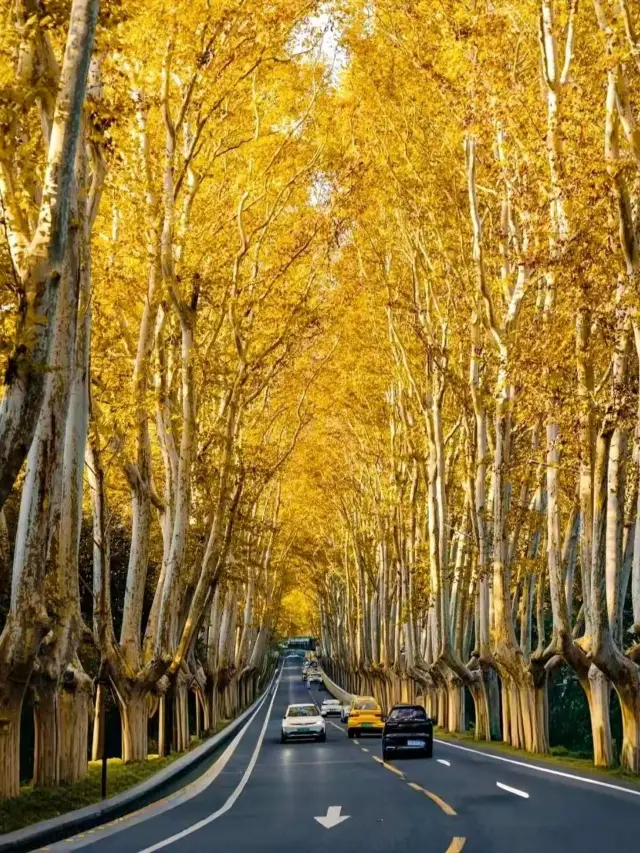 接下來的南京，最美秋色藏不住！