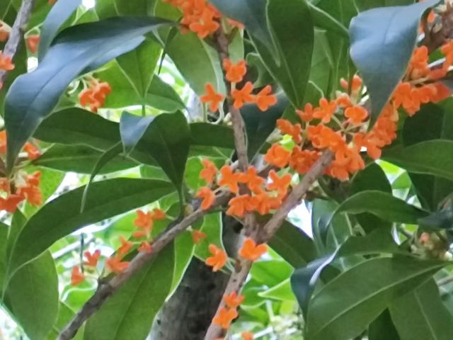上海植物園桂花開啦!秋天的第一場香氣暴擊 上海植物園桂花開啦!秋天的第一場香氣暴擊