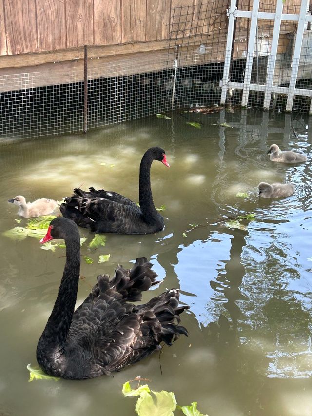 魔都周邊遊|青浦天鵝湖畔的治癒系週末 魔都周邊遊|青浦天鵝湖畔的治癒系週末
