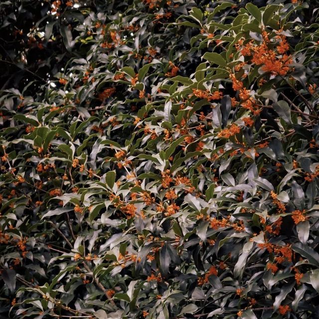 滿覺隴|杭州秋日頂流,藏在山隴間的桂花王國 滿覺隴|杭州秋日頂流,藏在山隴間的桂花王國