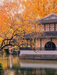 蘇州的秋天,堪稱中式美學天花板!!