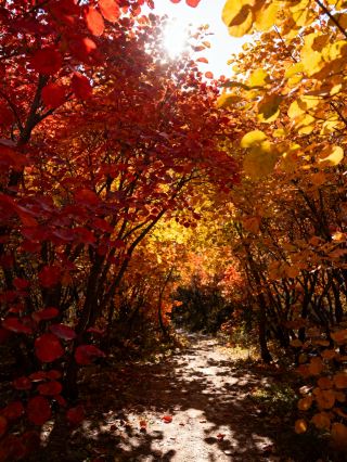 November at Yesanpo is legendary! The Taihang Mountains' secret realm hides the "Northern Colorful Forest Ceiling" 