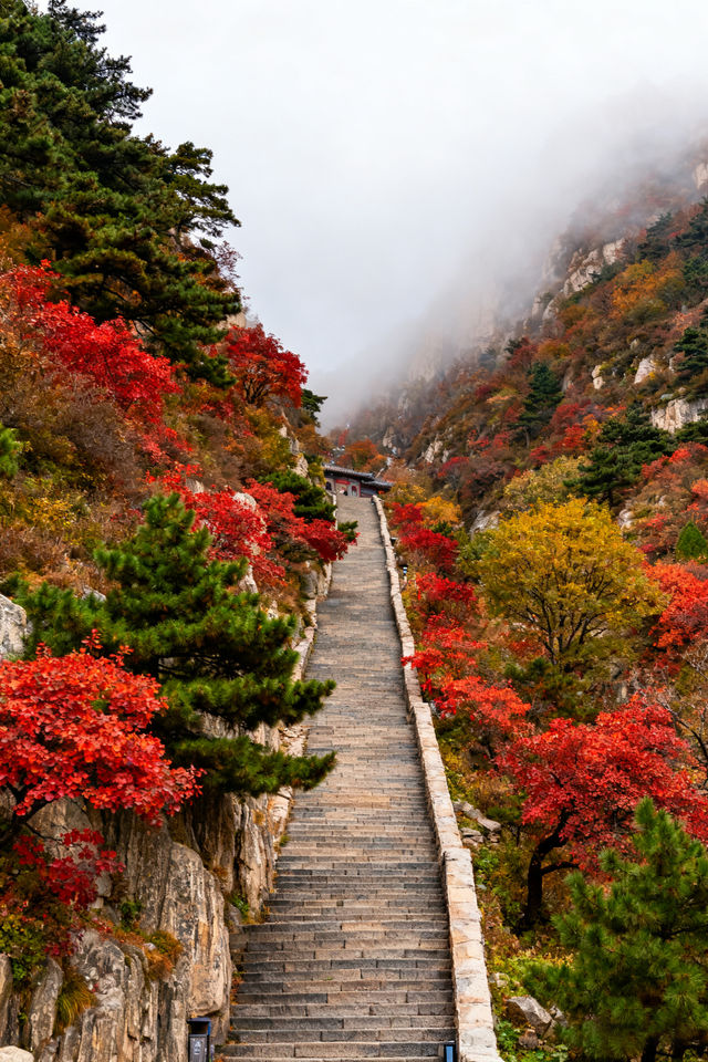 秋遊必看濟南-泰安-濟寧這樣玩才爽