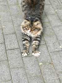 叢台公園の秋日封神操作！3分鐘吃透限定浪漫