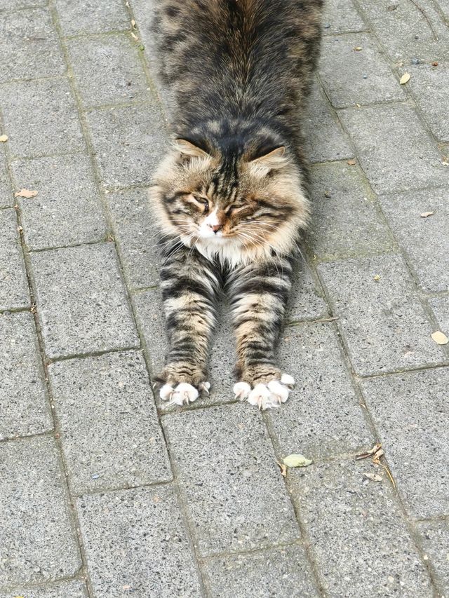 叢台公園の秋日封神操作！3分鐘吃透限定浪漫