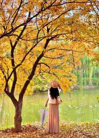 西安小眾賞秋秘境浐灞濕地公園銀杏打卡攻略