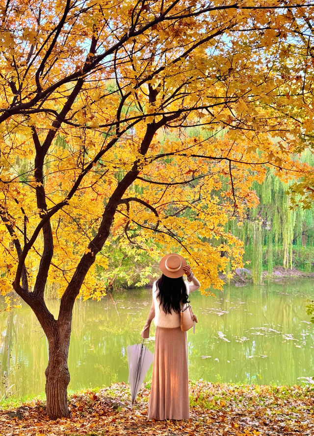 西安小眾賞秋秘境浐灞濕地公園銀杏打卡攻略