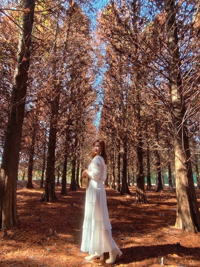 絕美!包場整個落羽松林的韓劇級浪漫 絕美!包場整個落羽松林的韓劇級浪漫