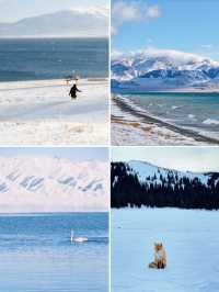 冬季伊犁|闖入冰雪仙境,享野奢之旅