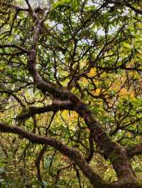 叢林界的一鯨落萬物生~