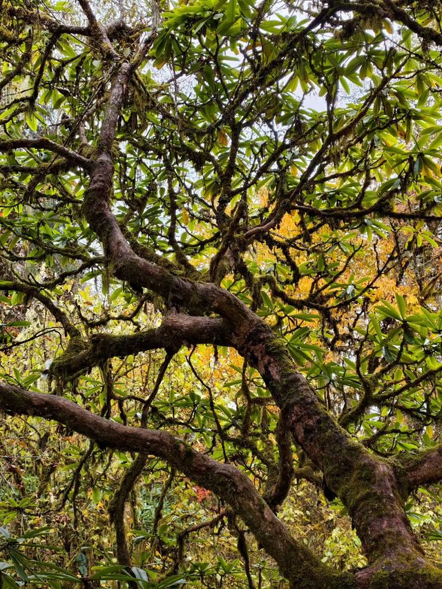叢林界的一鯨落萬物生~ 叢林界的一鯨落萬物生~
