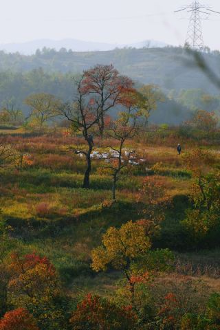 湖北大悟絕美秋景！烏桕紅葉鄉村田頭拍照太出片了