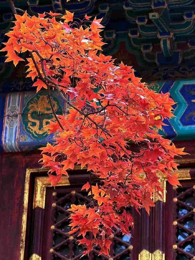 北京的香山紅葉紅了