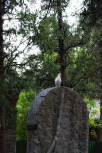 登封最佳銀杏拍攝地