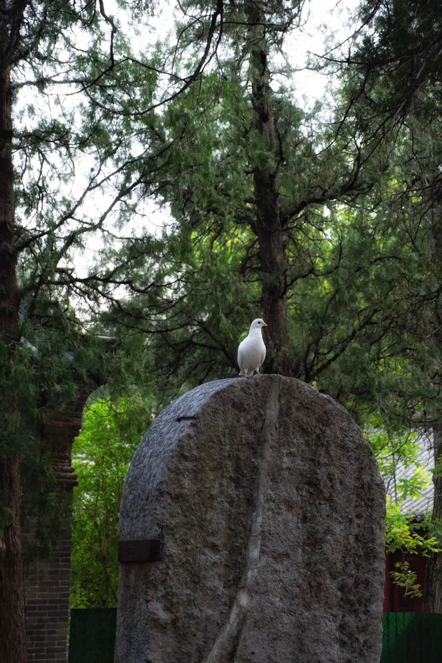 登封最佳銀杏拍攝地