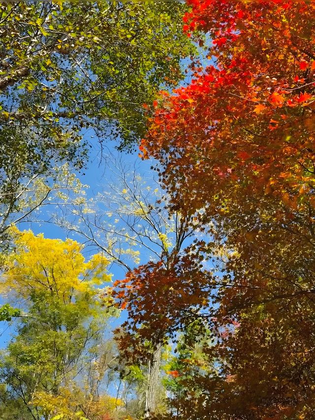 快衝！四方山秋色進入倒數計時模式