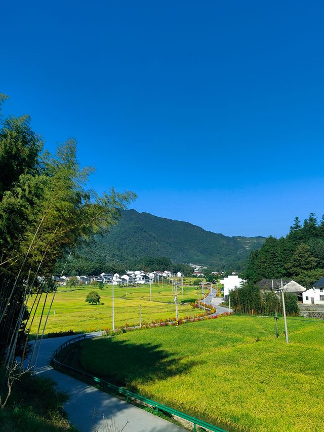 祁門蘆荔稻田遊玩攻略 祁門蘆荔稻田遊玩攻略