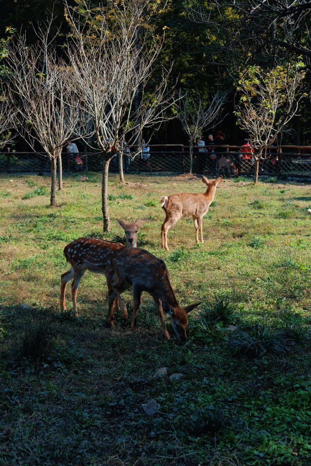 上海杭州周邊｜不在奈良，在諸暨