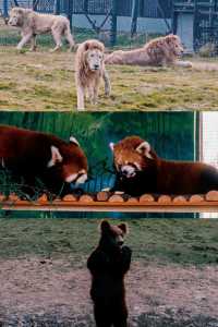 可算有人把宿遷森迪動物園玩明白了全攻略