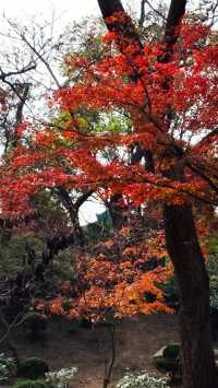 秋日青島楓葉秘境