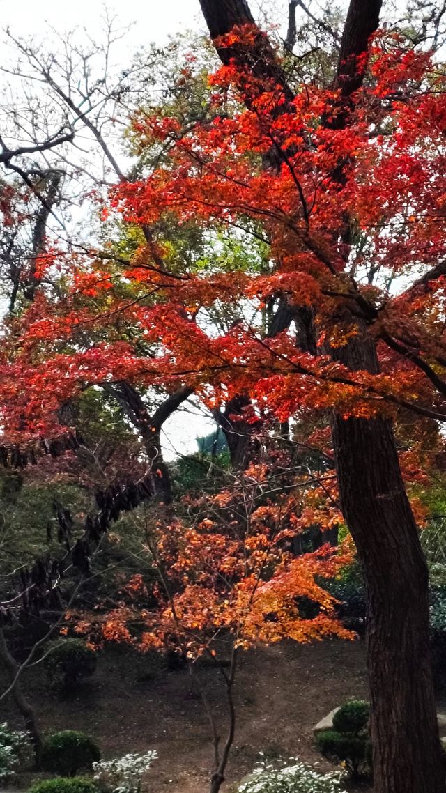 秋日青島楓葉秘境 秋日青島楓葉秘境