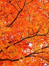 墜入油畫世界明孝陵落羽杉美到封神了