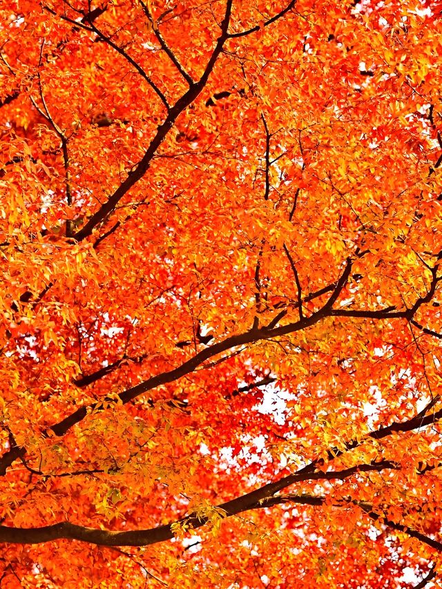 墜入油畫世界明孝陵落羽杉美到封神了