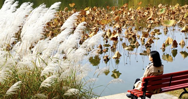 洪湖公園賞荷攻略