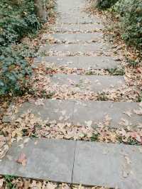 南京老山冬日限定！私藏絕美觀景台