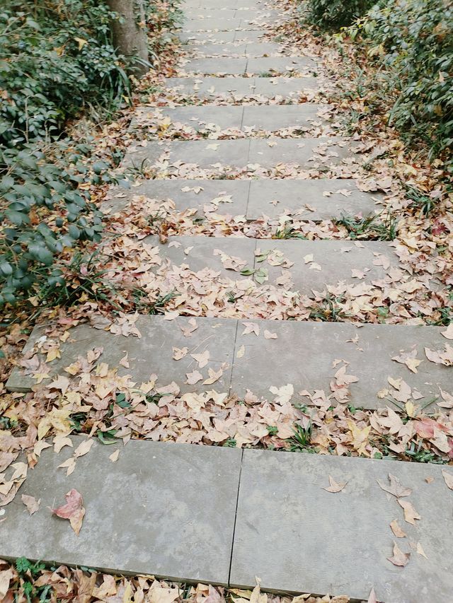 南京老山冬日限定！私藏絕美觀景台