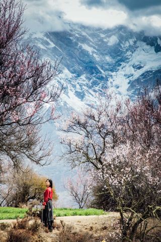 Two Trips to Linzhi Peach Blossoms, An Annual Romantic Practice for Career Women