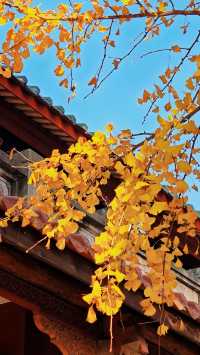 泉州承天寺銀杏限定12月開掛式絕美打卡指南！