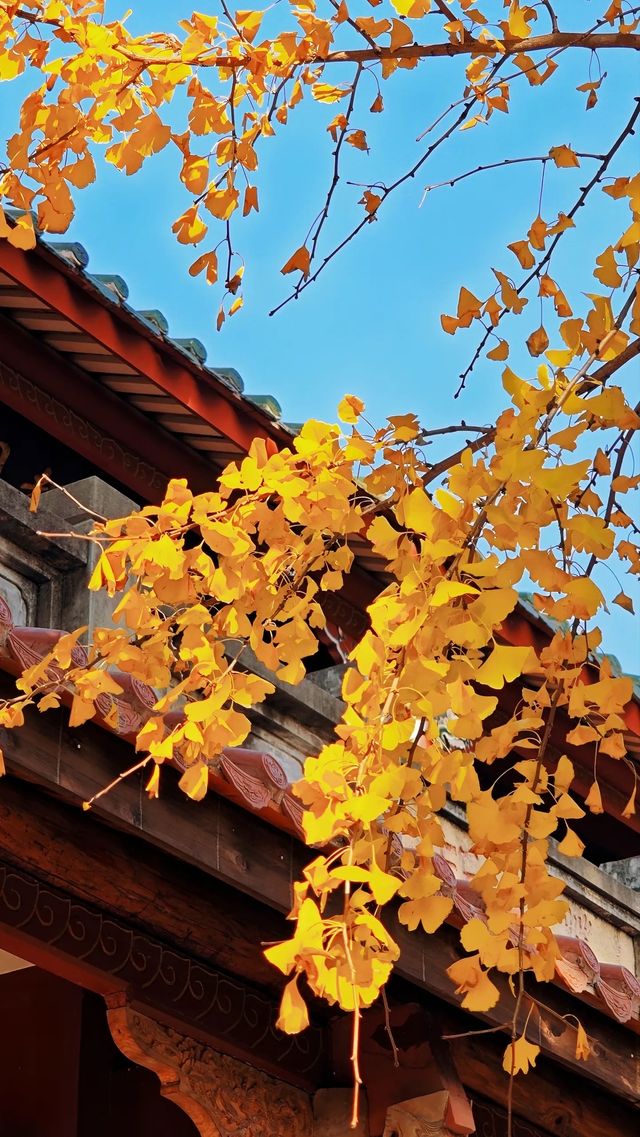 泉州承天寺銀杏限定12月開掛式絕美打卡指南！