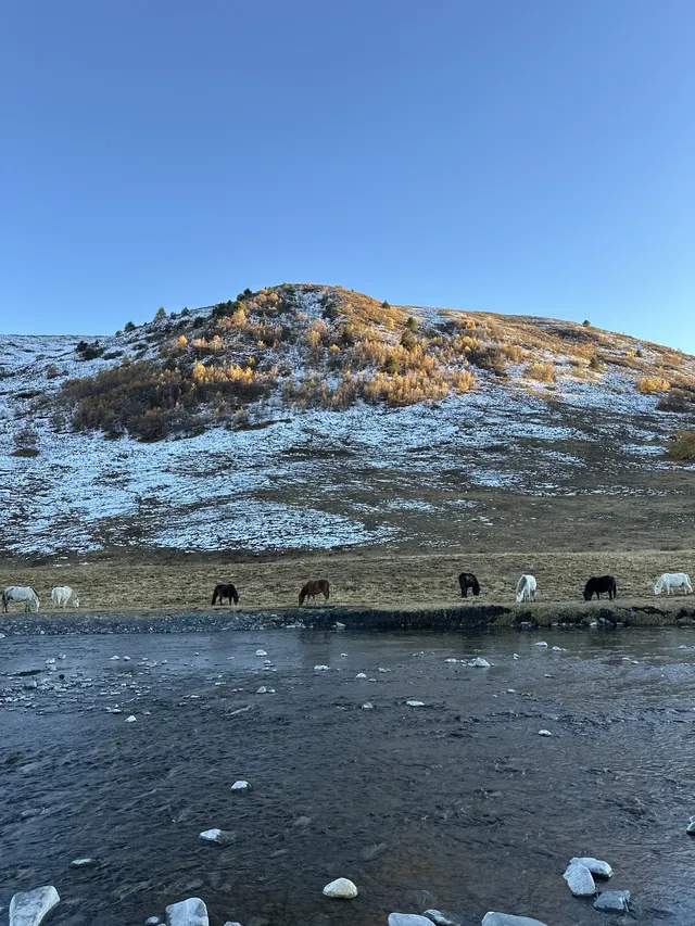 在雪山的凝視下,感受生命的奔放與靈性 在雪山的凝視下,感受生命的奔放與靈性