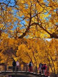 額濟納胡楊林賞秋攻略三天打卡大漠金黃世界！