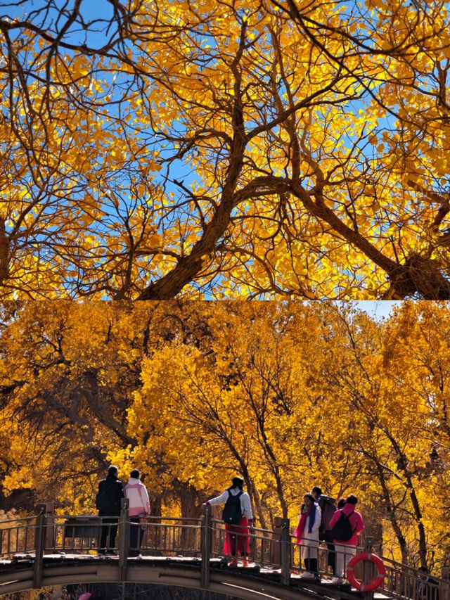 額濟納胡楊林賞秋攻略三天打卡大漠金黃世界！