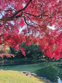 別擠瑞金!東郊賓館藏秋日秘境 免費好拍人超少