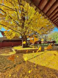 不是北京｜真的在麗江今日實況美哭了