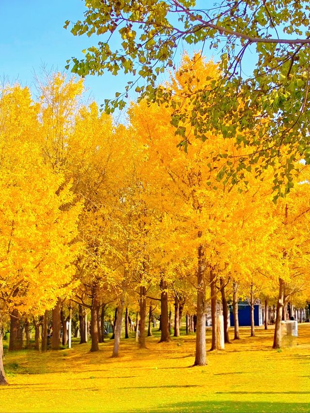 上海發布認證 已達巔峰值 相當炸裂