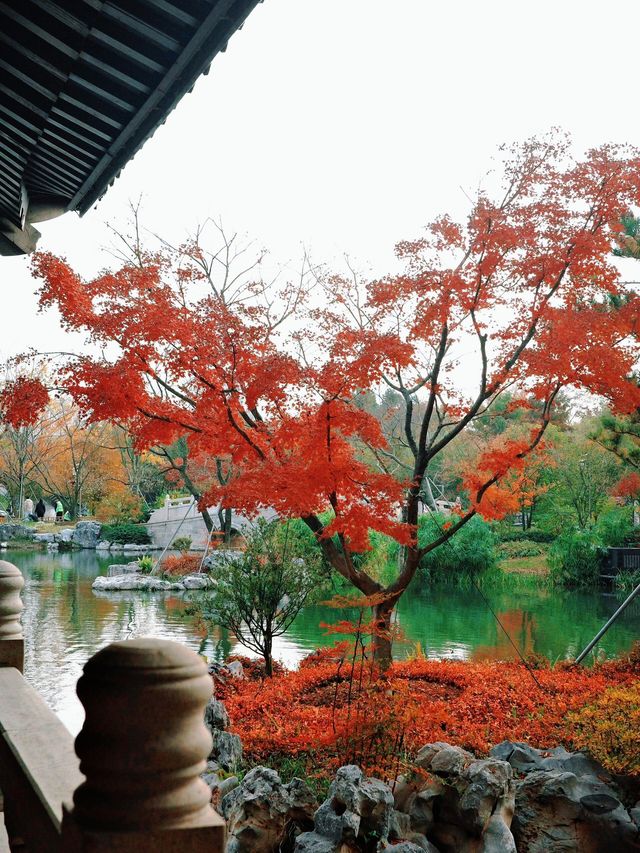 上海世博文化公園裡隱藏的寶藏園林!申園也太仙了叭~ 上海世博文化公園裡隱藏的寶藏園林!申園也太仙了叭~