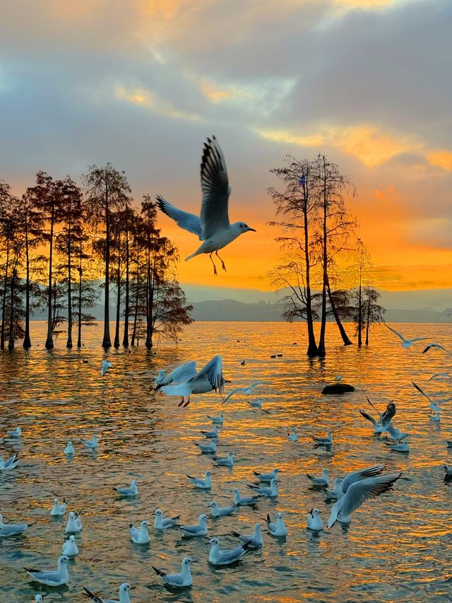 12.3！大理洱海的含金量還在上升！