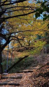 銀杏樹下慢時光,德化丁榮村