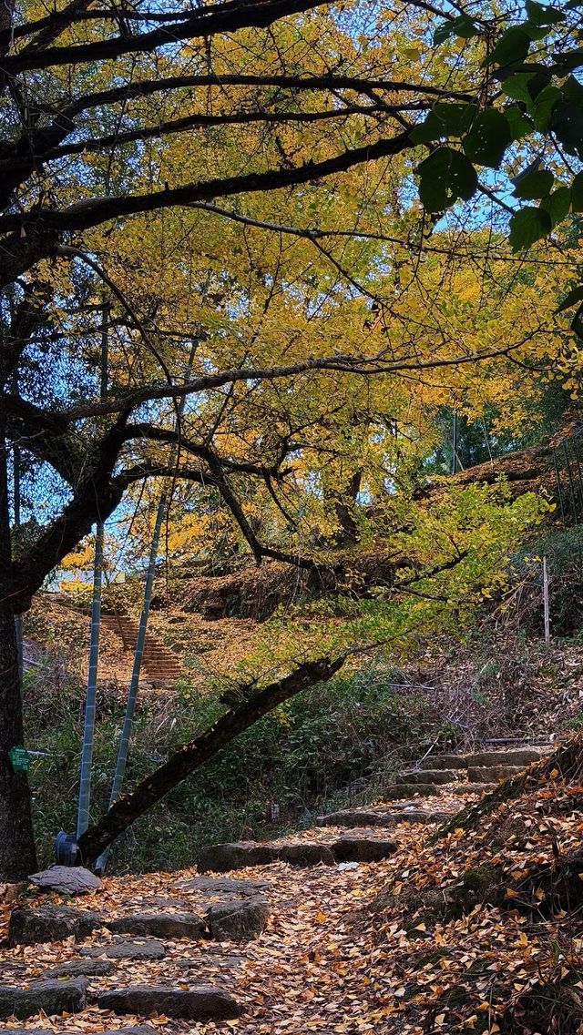 銀杏樹下慢時光,德化丁榮村 銀杏樹下慢時光,德化丁榮村