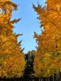 一場落在肇嘉浜路中的銀杏雨。