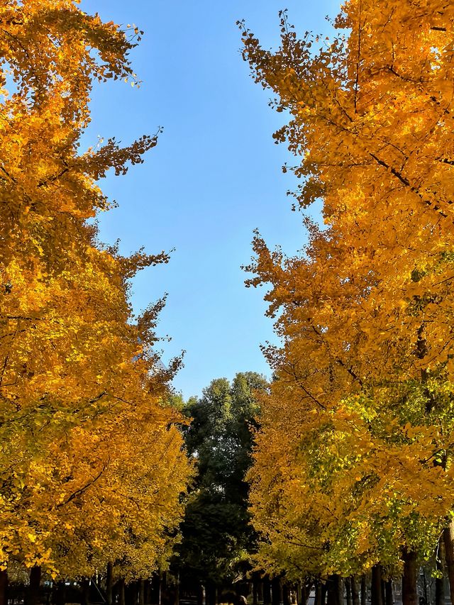 一場落在肇嘉浜路中的銀杏雨。