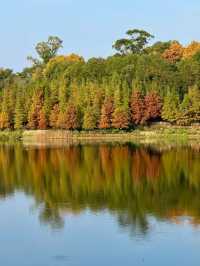 東湖山水杉林 德陽冬日美景被我挖到啦！